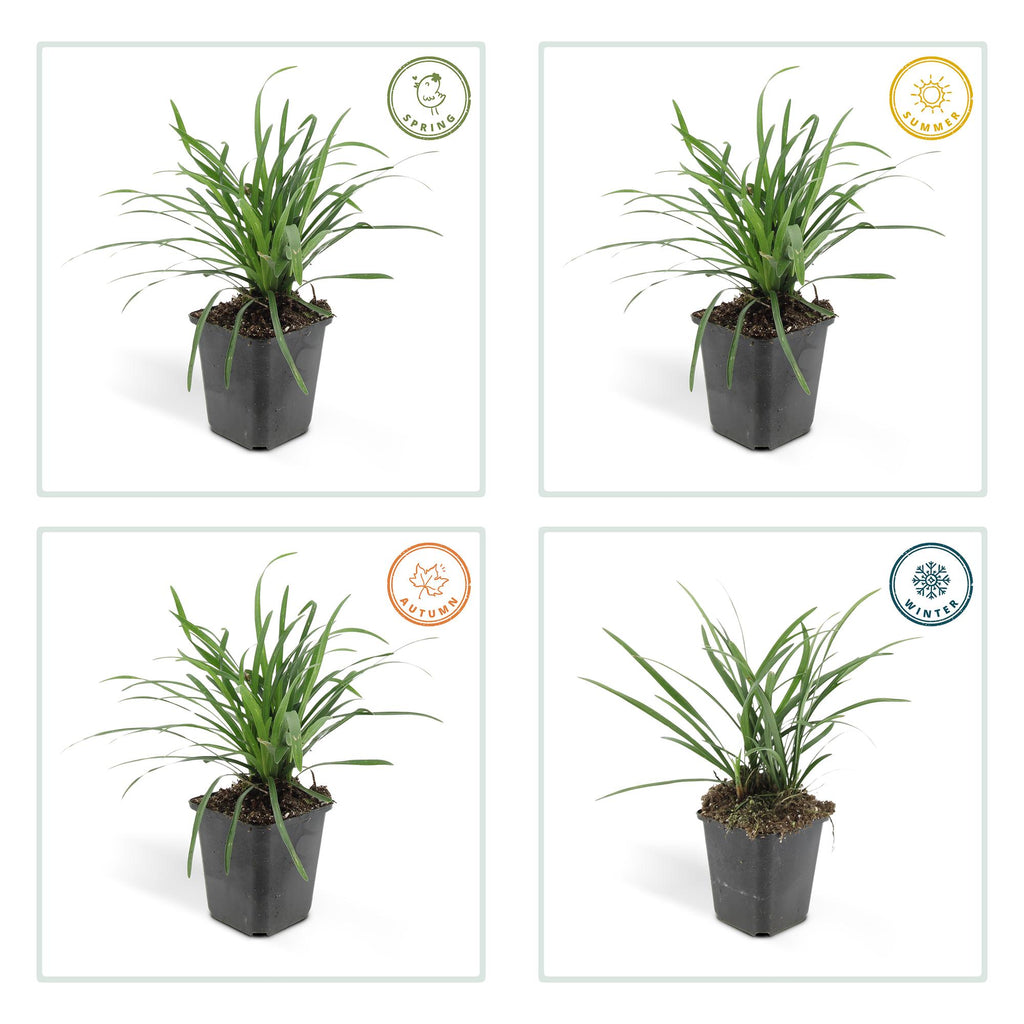 24x Liriope muscari 'Big Blue' - ↕10-25cm - Ø9cm