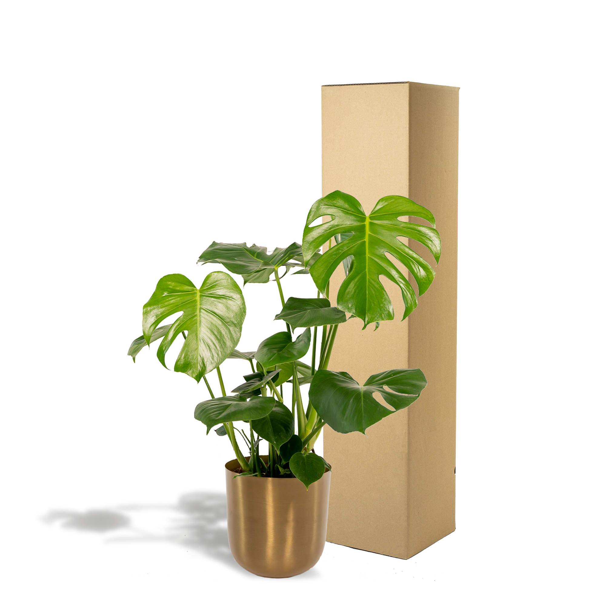 Monstera Deliciosa - ↨80cm - Ø21cm + Pot Mayk Gold