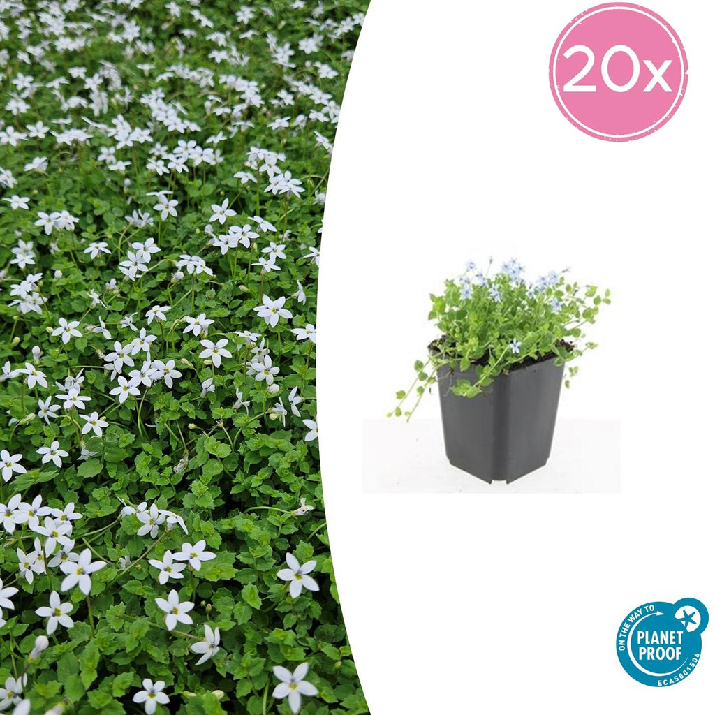 20x Isotoma fluviatilis 'Alba'- ↕10-25cm - Ø9cm