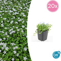 20x Isotoma fluviatilis 'Alba'- ↕10-25cm - Ø9cm