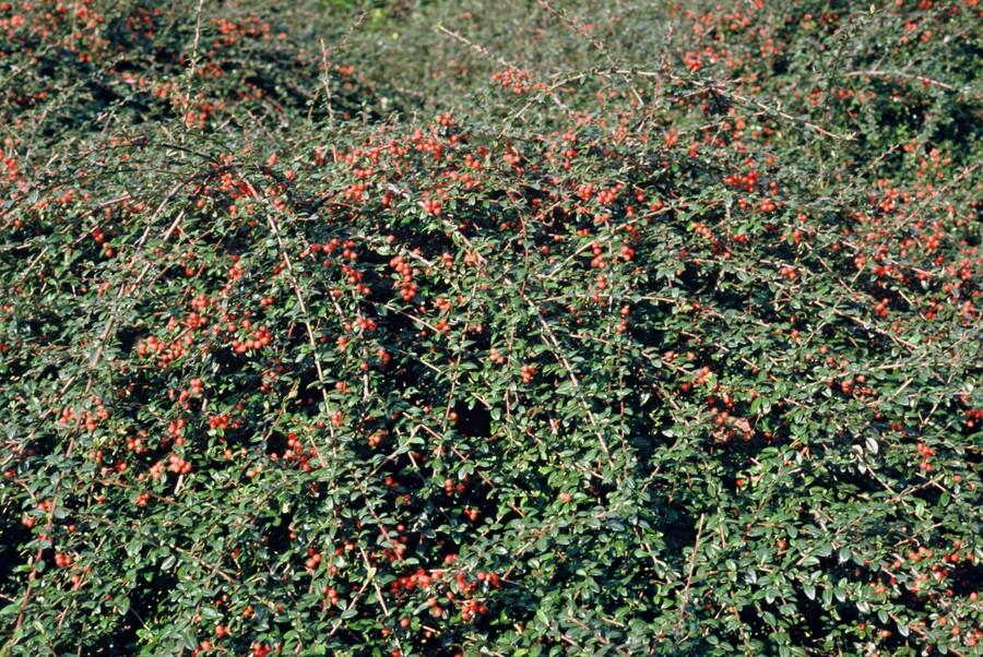 40x Cotoneaster suec. 'Coral Beauty' - ↕10-25cm - Ø9cm
