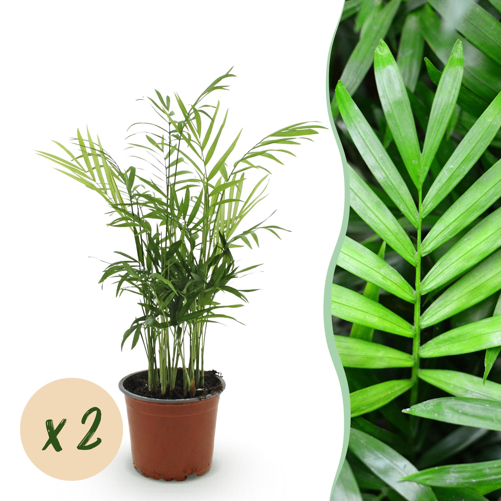 Green boutiQ - Kamerplant - Chamaedorea elegans - Goudpalm - Huisdiervriendelijk - Groen - 2 Planten - Pot 12cm - Hoogte 35-40cm