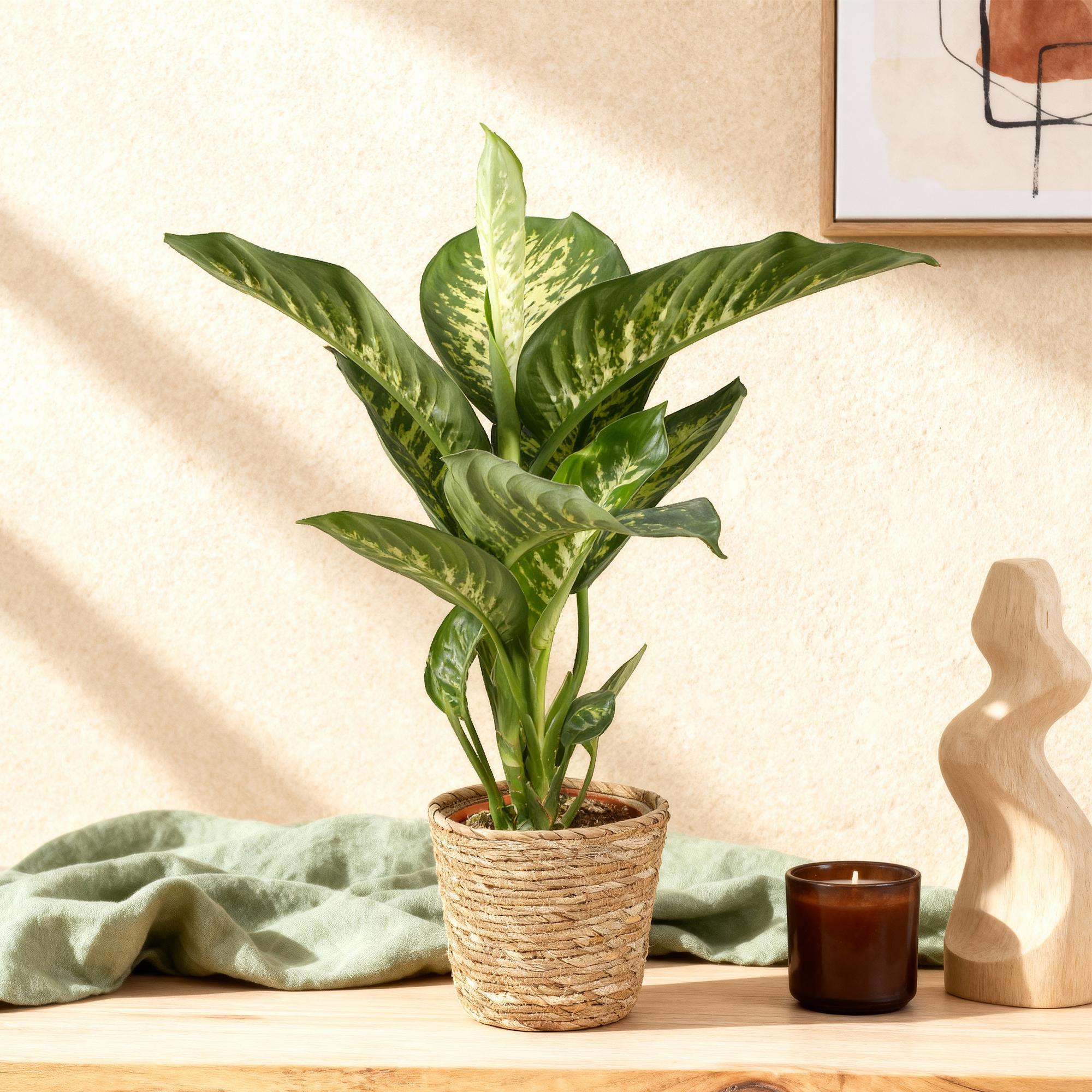 Green BoutiQ - Green is... Kamerplanten - Diefenbachia Tropic Snow - Dieffenbachia - Weinig onderhoud - Groen - 1 Plant - Pot 21cm - Hoogte 90-100cm