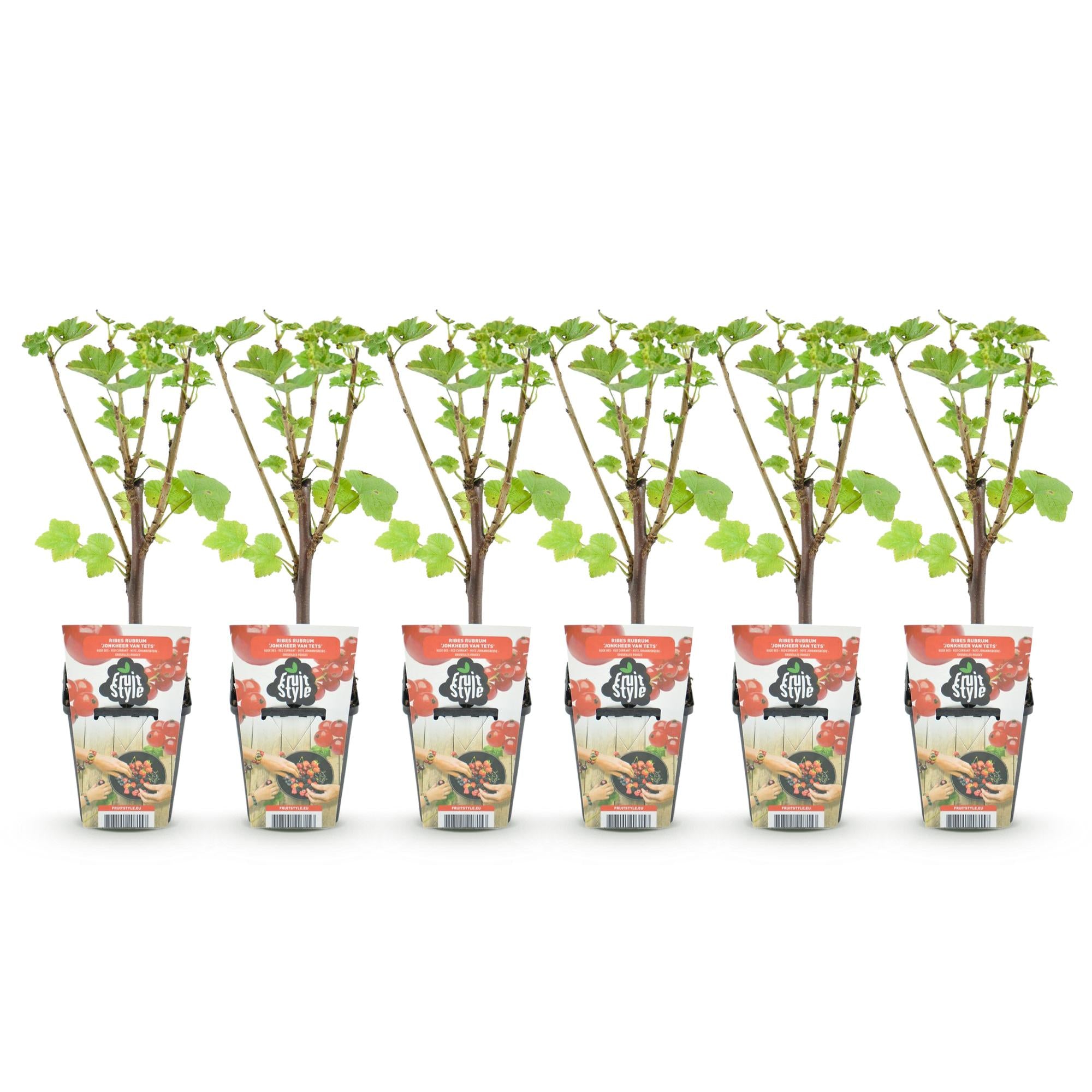 Green boutiQ - Fruitplanten - Rode Bes - Ribes rubrum Jonkheer van Tets  - Winterhard - 6 Planten - Pot 9 cm - Rode Bes
