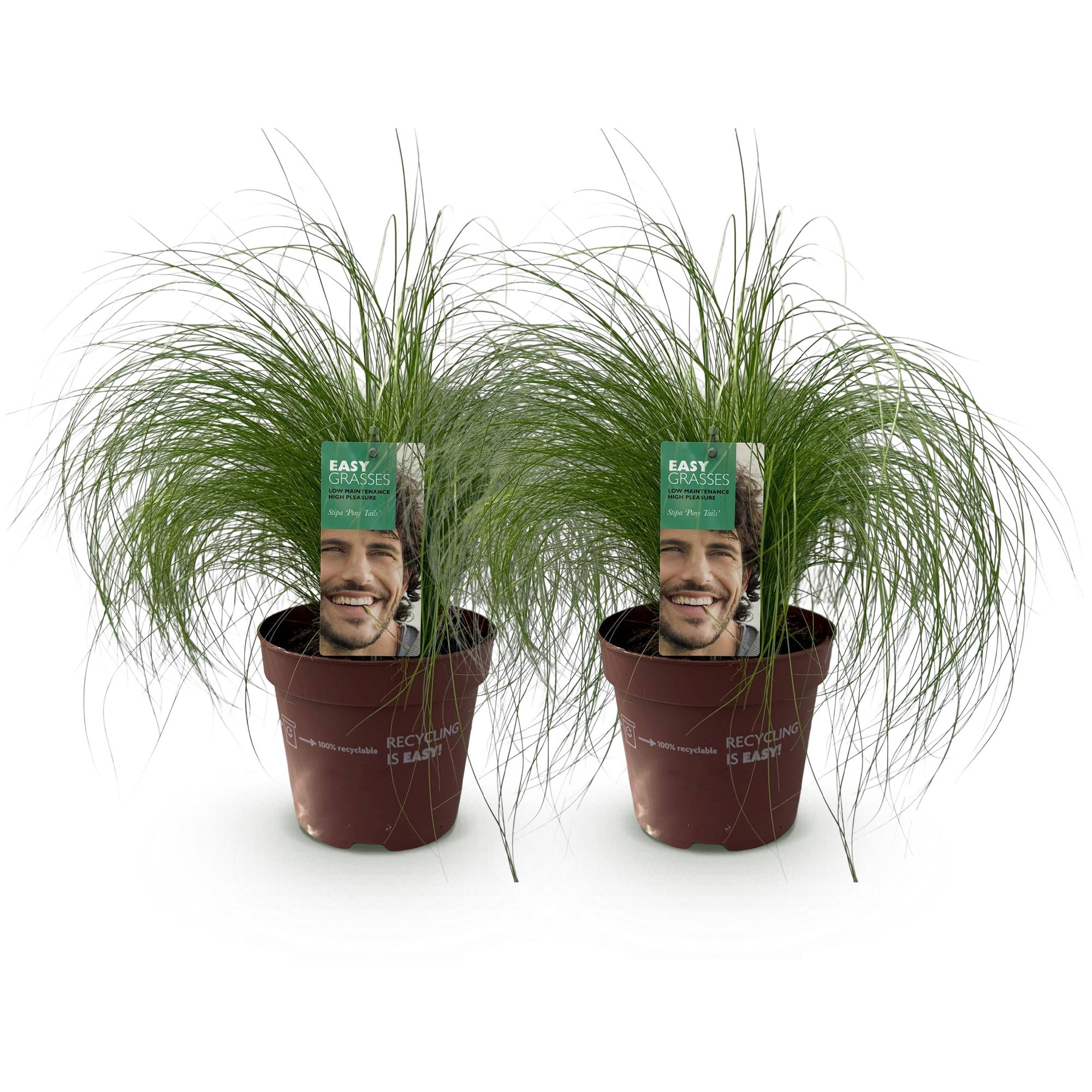 Green boutiQ - Siergrassen - Stipa tenuifolia Pony Tails - Groen - 2 Planten - Bladhoudend - Weinig Onderhoud - Pot 17cm Hoogte 50cm