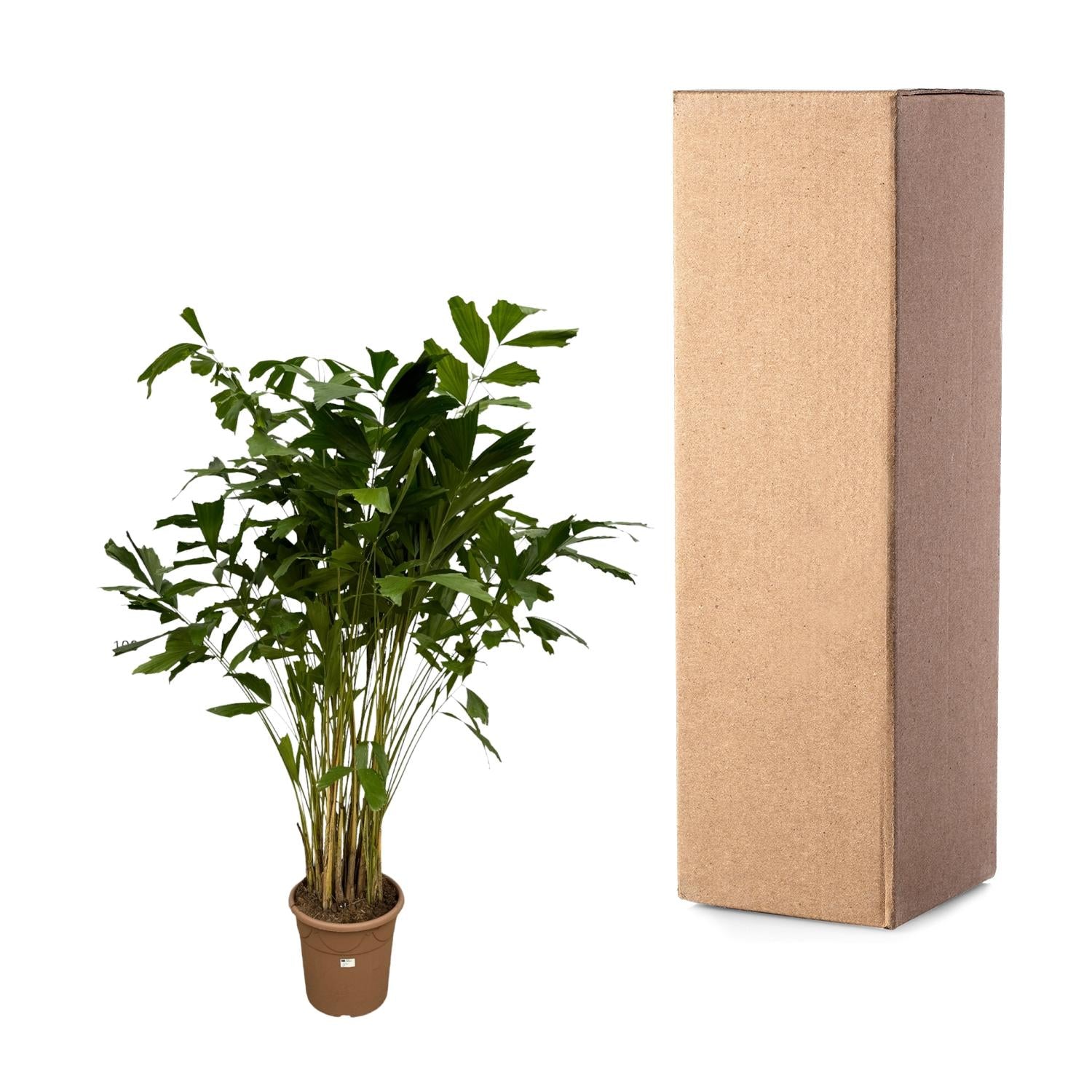 Caryota Mitis - 250 cm - Ø32cm