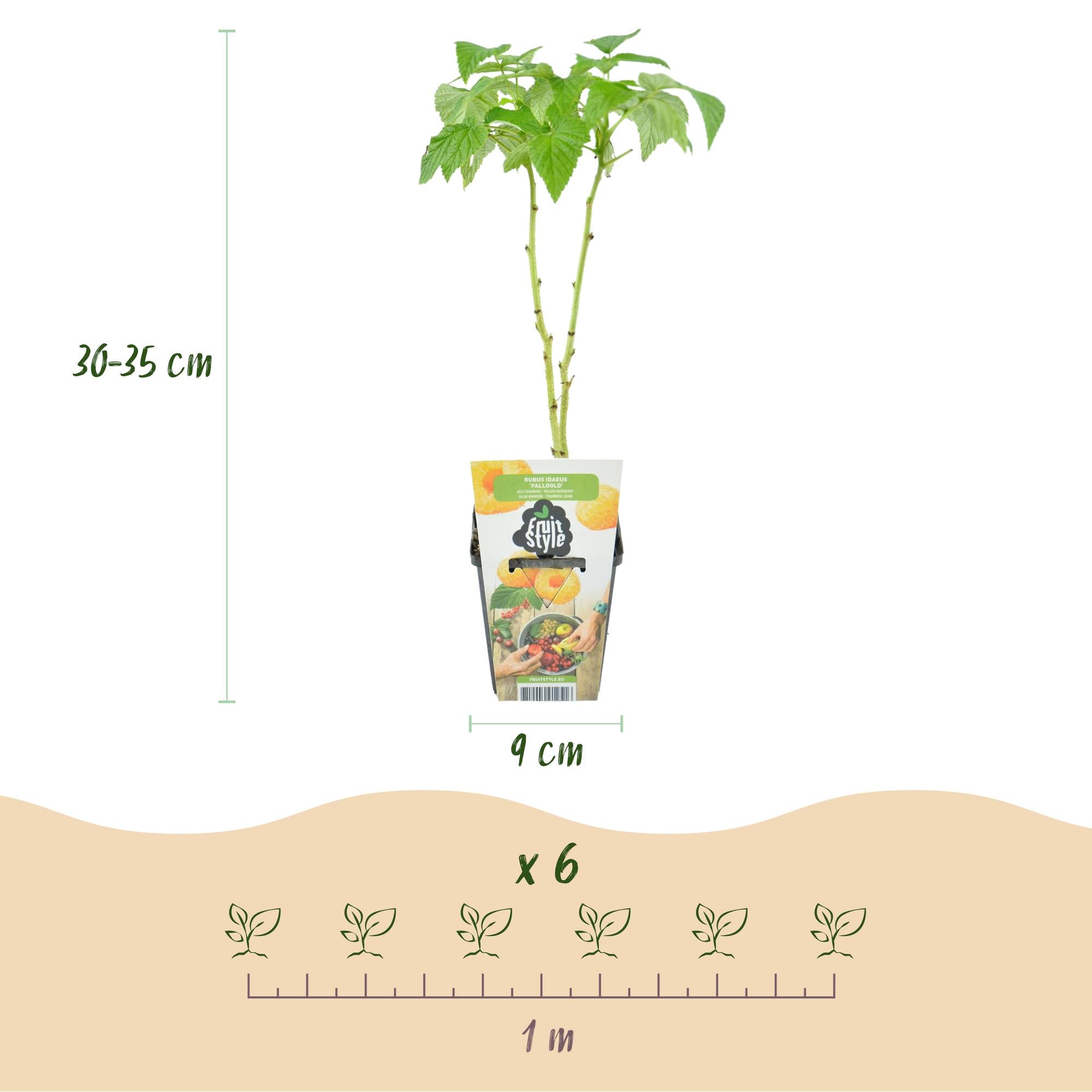 Green boutiQ - Fruitplanten - Tricolour - Rode Bes - Gele Framboos - Zwarte Braam  - Winterhard - 6 Planten - Pot  9cm