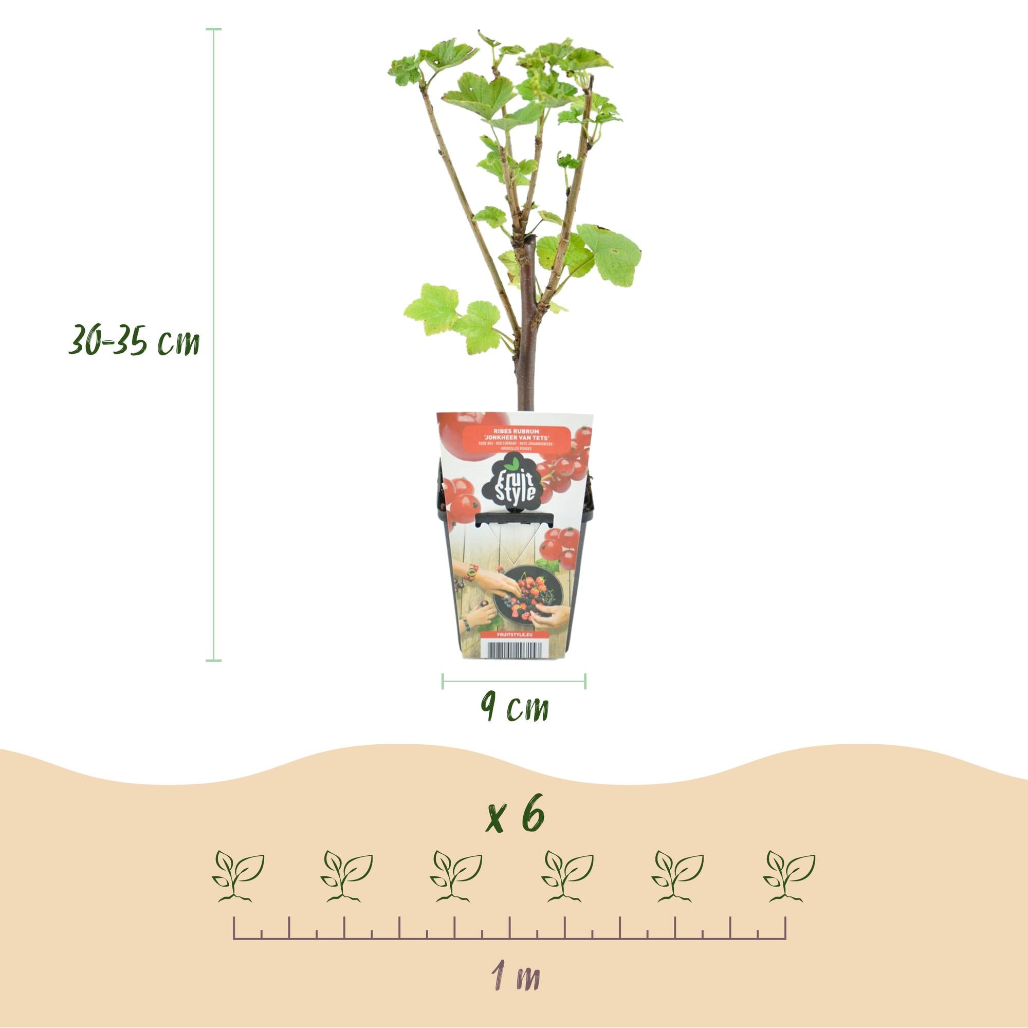 Green boutiQ - Fruitplanten - Rode Bes - Ribes rubrum Jonkheer van Tets  - Winterhard - 6 Planten - Pot 9 cm - Rode Bes