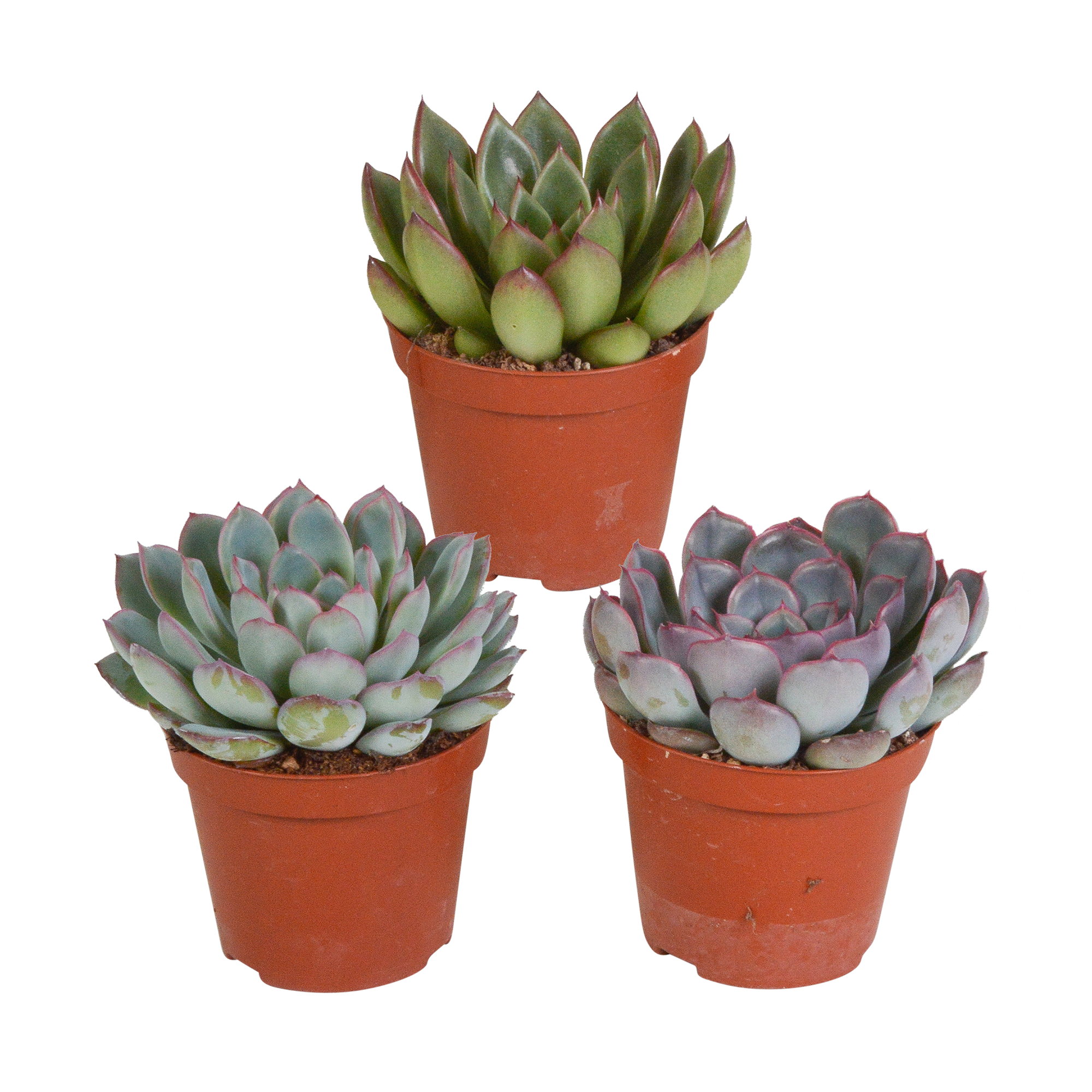 Echeveria mix 8.5 cm - 3x - zonder pot