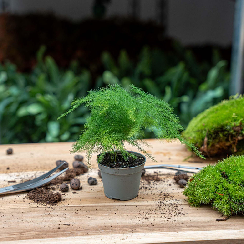 Asparagus Setaceuse Plumosus – Sierasperge - Terrarium plant - Potmaat 6