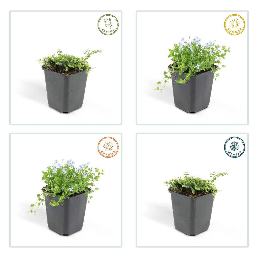 20x Isotoma fluviatilis - ↕10-25cm - Ø9cm