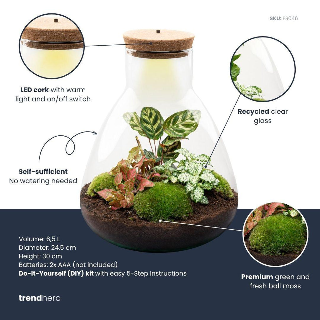 DIY Planten terrarium met licht - Sam Calathea - Ø 24,5 cm ↑ 30 cm - No tools