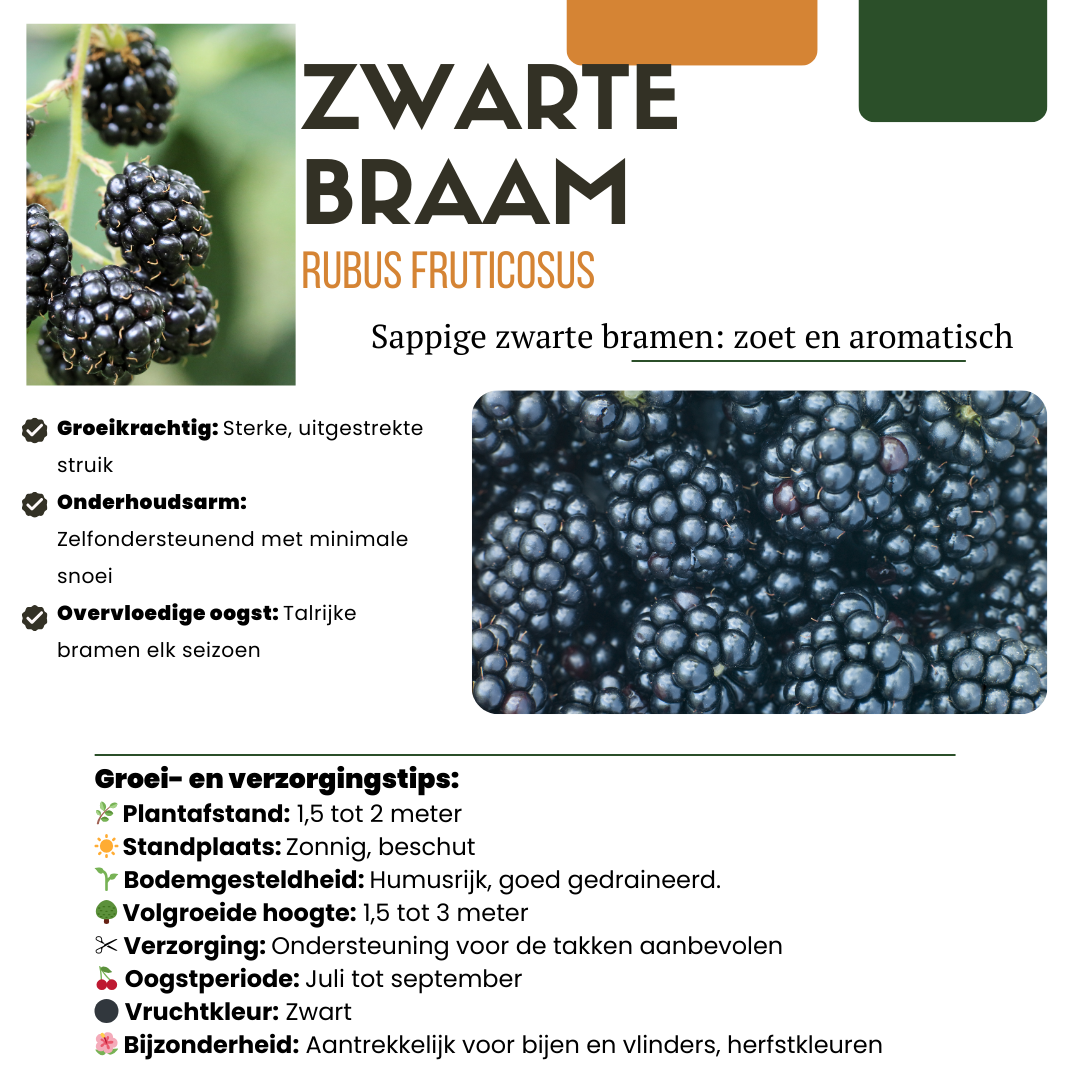 "Zoete oogst trio" BIO Fruitplanten mix set van 3 verschillende soorten