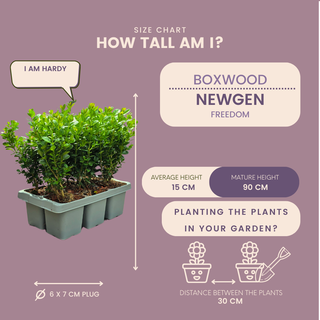 4 x 6-Pack Buxus NewGen Freedom – Winterharde Groenblijvende Struiken 24 x Ø7 cm - ↕15 cm | Compacte Buxus