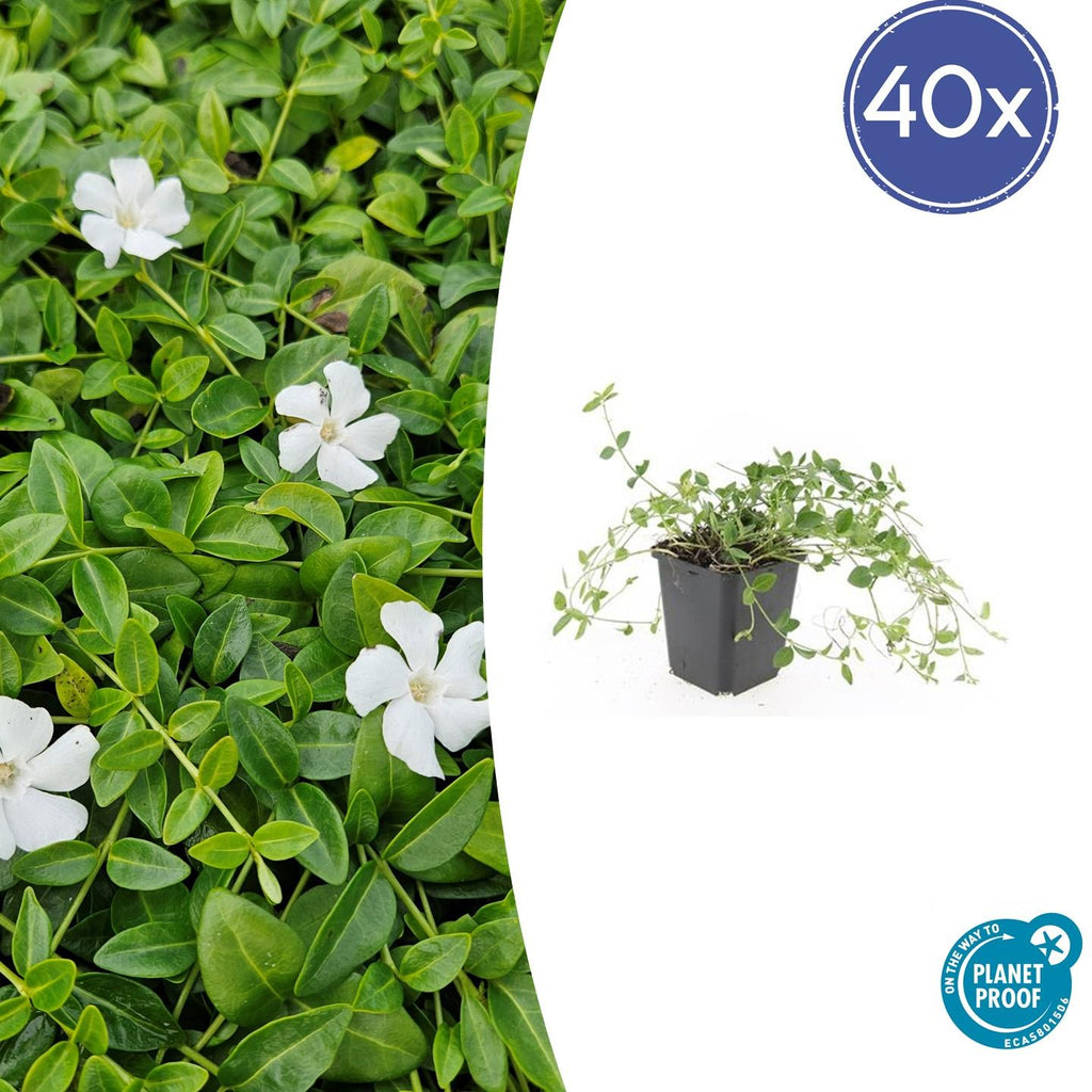 40x Vinca minor 'Gertrude Jekyll' - ↕10-25cm - Ø9cm