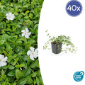 40x Vinca minor 'Gertrude Jekyll' - ↕10-25cm - Ø9cm