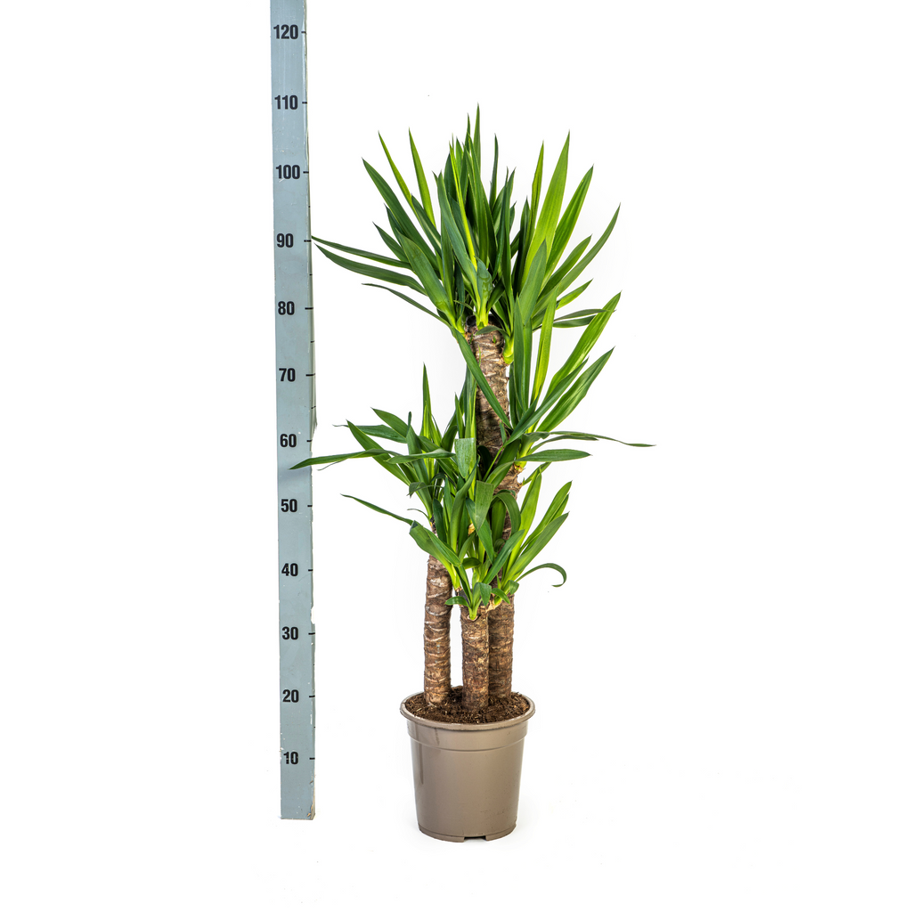 Yucca Elephantipes met mand Ø21cm - ↕90 - 110cm