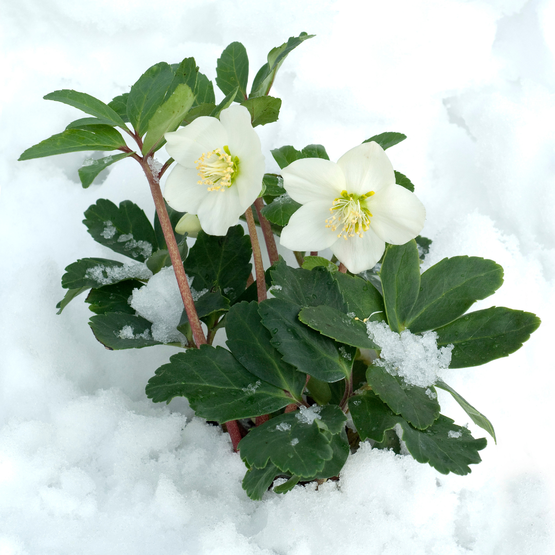 Helleborus niger ‘Christmas Carol’ – Set van 12 Kerstrozen (2 x Sixpack)