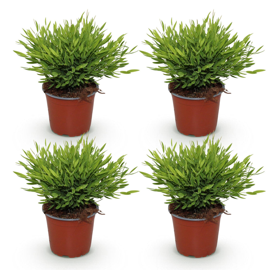 Green boutiQ - Kamerplant - Bamusa Pogonatherum Monica - Bamboegras - Huisdiervriendelijk - Groen - 4 Planten - Pot 12cm - Hoogte 30-35cm