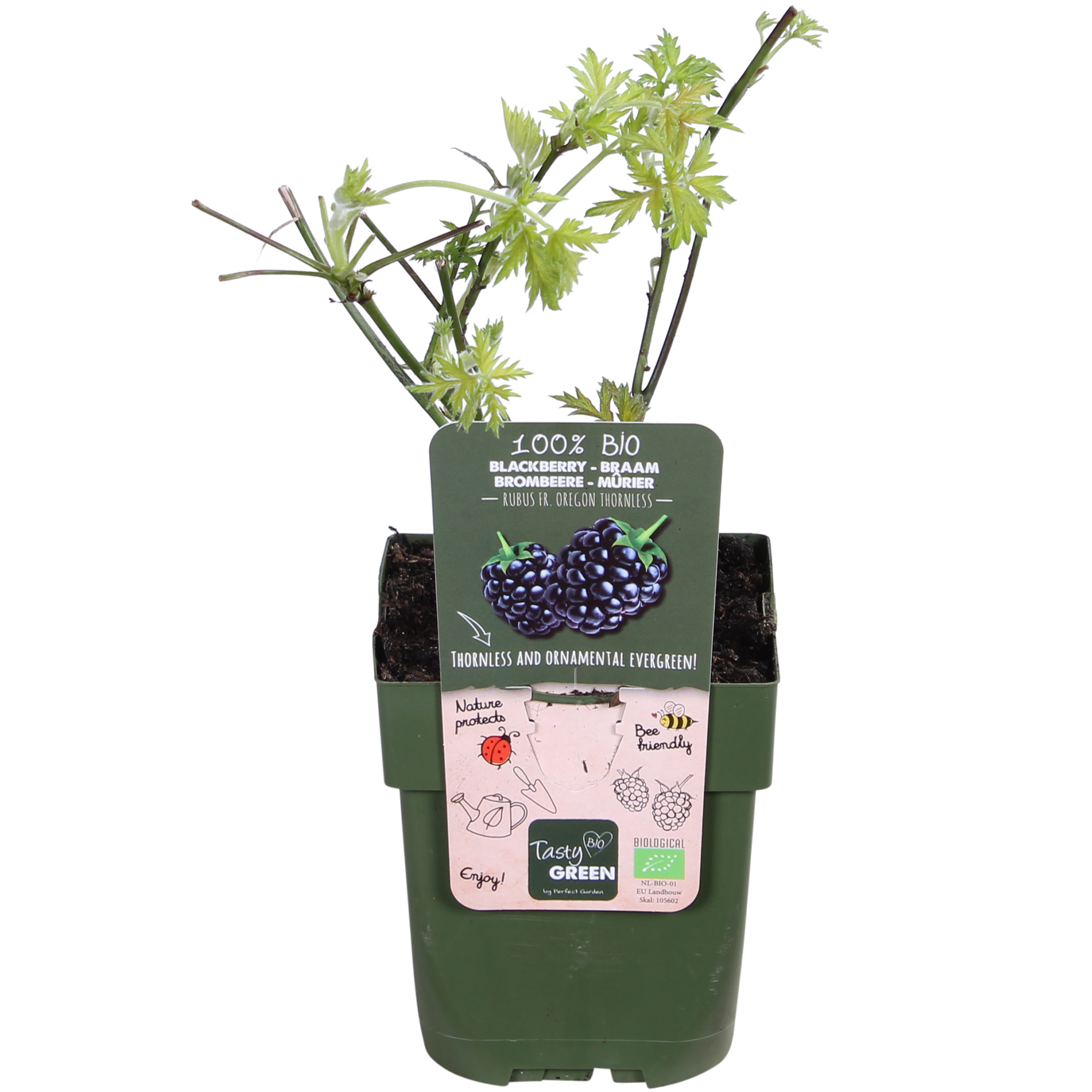 Rubus fruticosus 'Thornless Evergreen' - Doornloze Braam - Ø13cm - ↕45cm