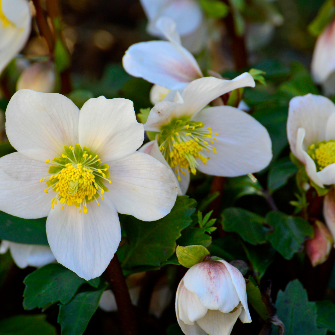 Helleborus niger ‘Christmas Carol’ – Set van 12 Kerstrozen (2 x Sixpack)