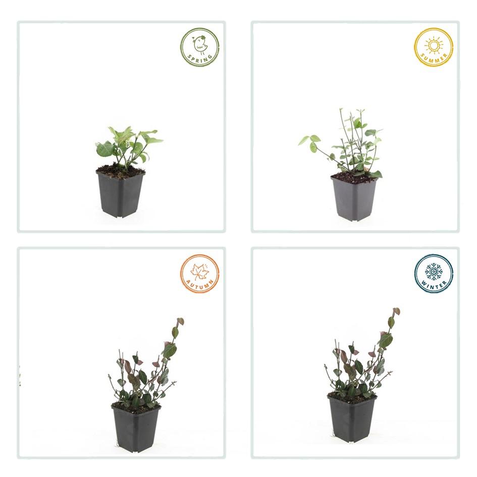 48x Euonymus fort. 'Coloratus' - ↕10-25cm - Ø9cm