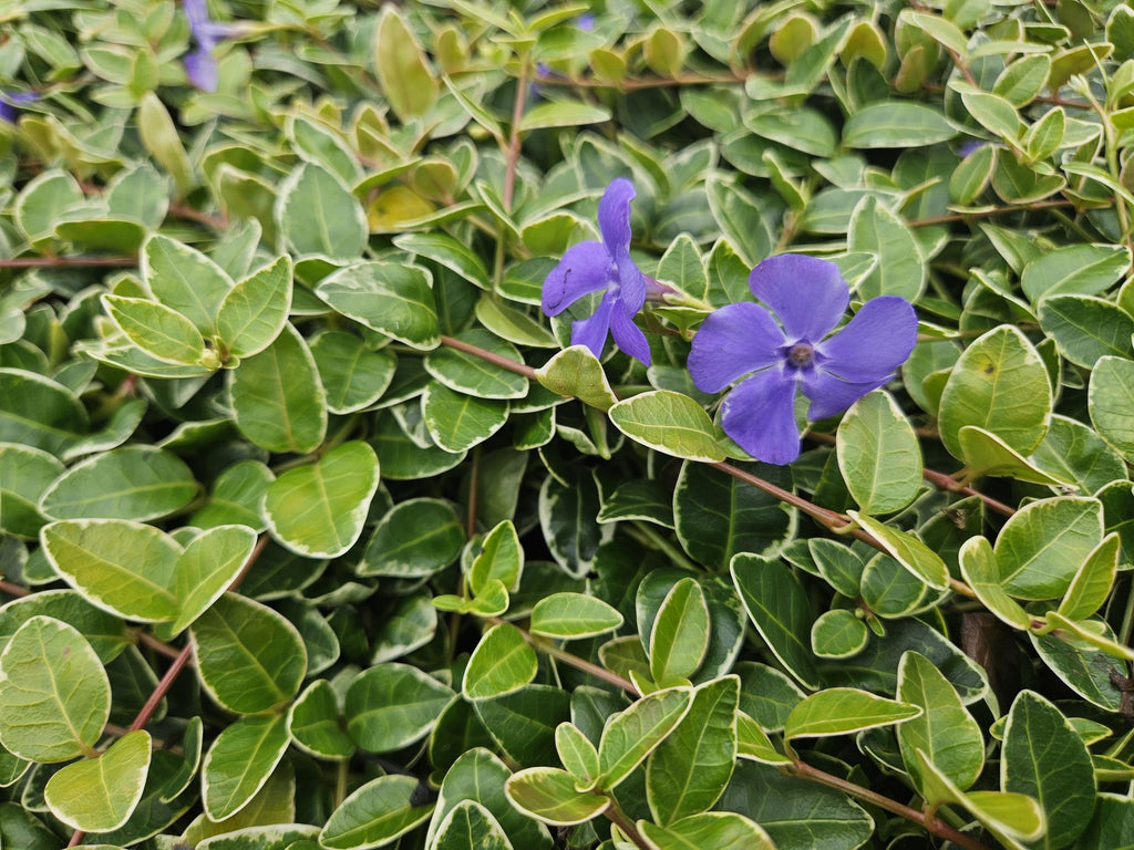 20x Vinca minor 'Argenteovariegata' - ↕10-25cm - Ø9cm