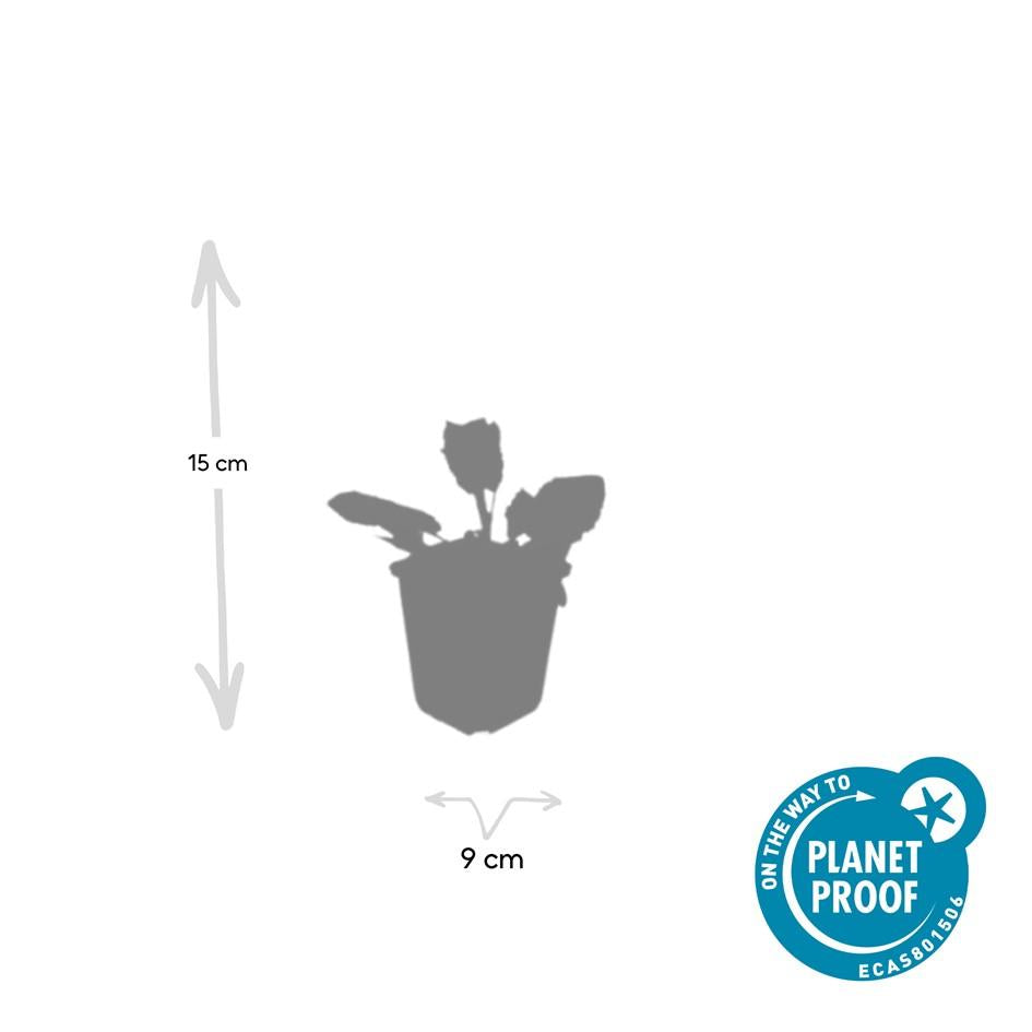 20x Salvia nem. 'Mainacht' - ↕10-25cm - Ø9cm