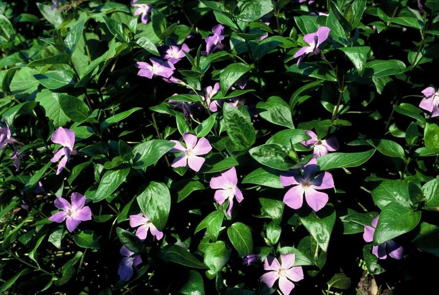 48x Vinca major - ↕10-25cm - Ø9cm