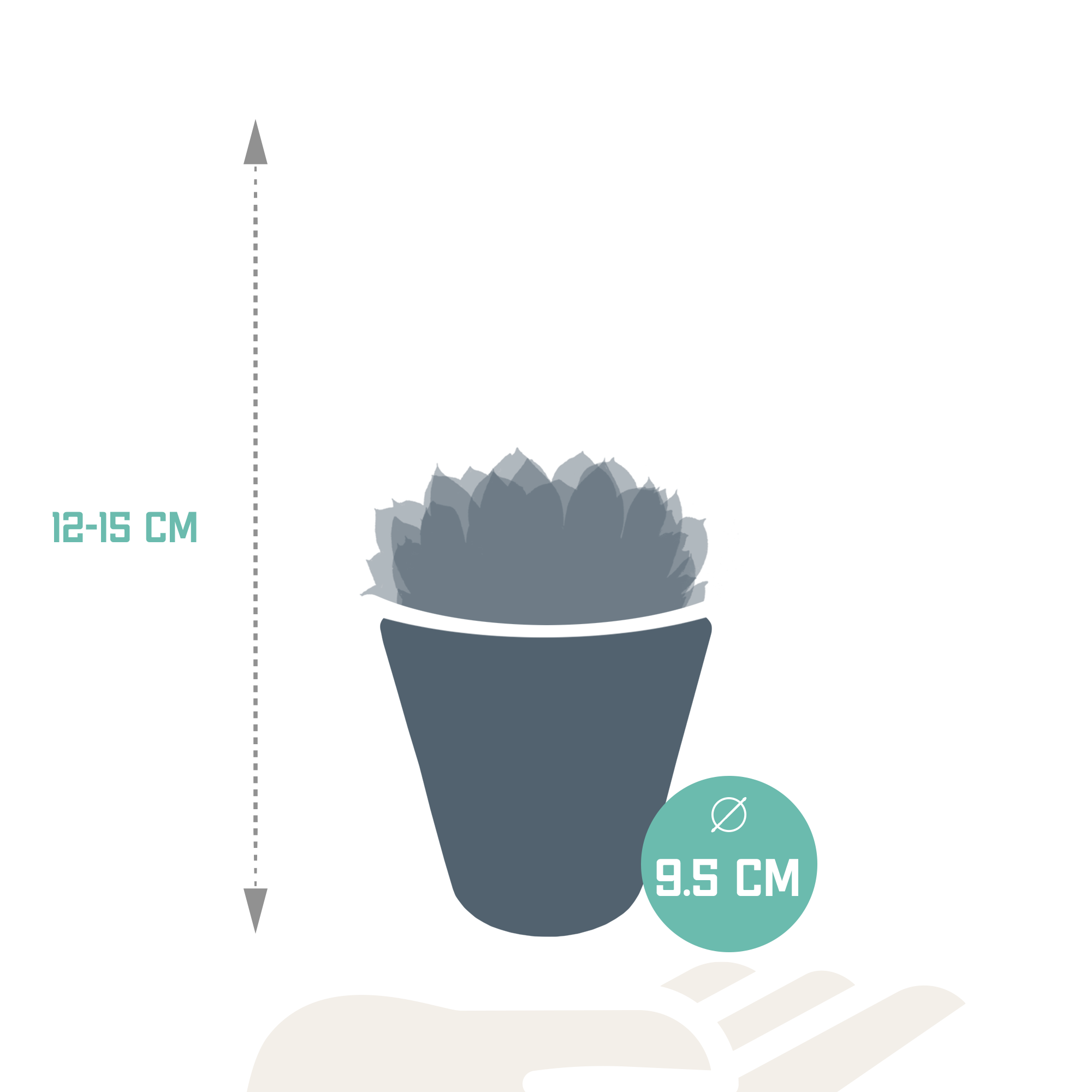 Echeveria mix 8.5 cm - 3x - in witte pot