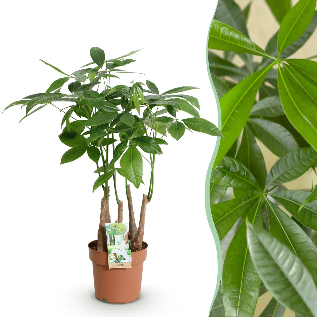 Green BoutiQ - Green is... Kamerplanten - Pachira Aquatica multi stam - Geldboom - Weinig onderhoud - Groen - 1 Plant - Pot 17cm - Hoogte 50-55cm