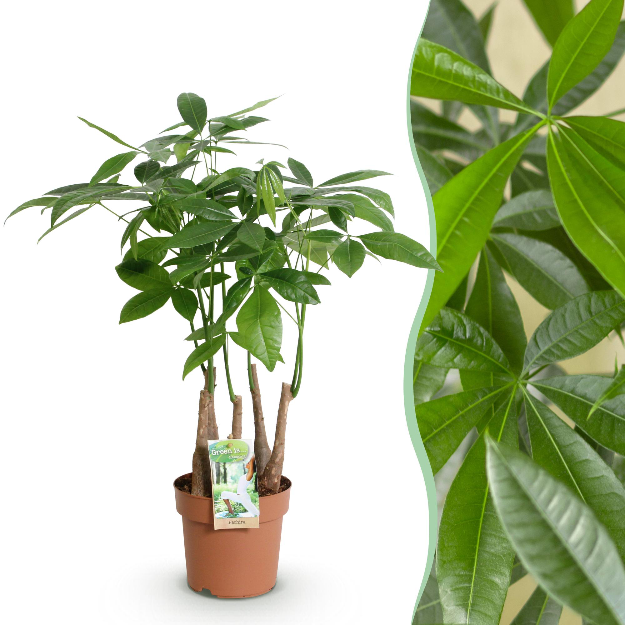 Green BoutiQ - Green is... Kamerplanten - Pachira Aquatica multi stam - Geldboom - Weinig onderhoud - Groen - 1 Plant - Pot 17cm - Hoogte 50-55cm