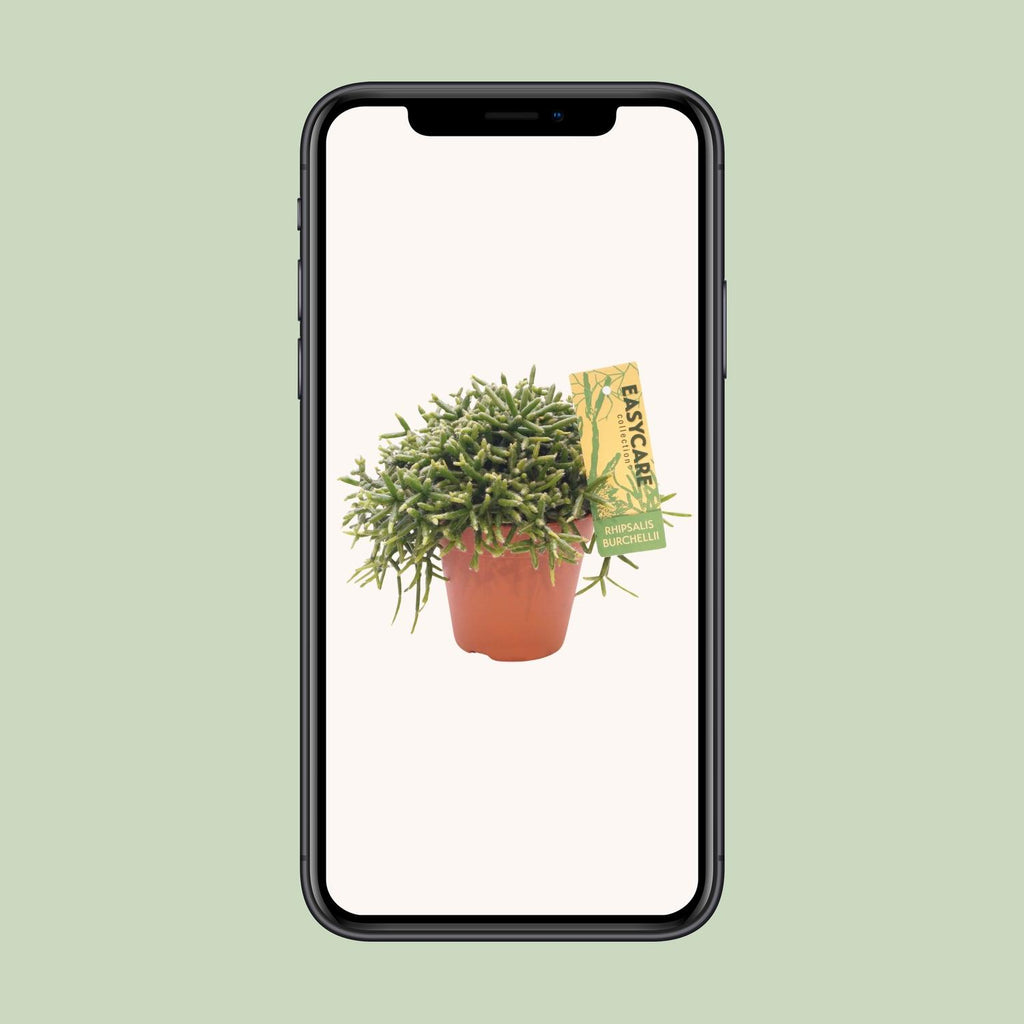 Rhipsalis Burchellii - Ø12 ↕20