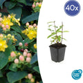 40x Hypericum inodorum 'Annebel' - ↕10-25cm - Ø9cm