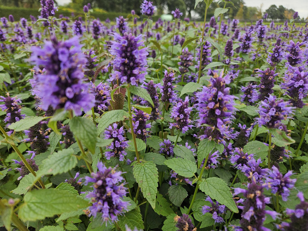 48x Agastache 'Blue Fortune' - ↕10-25cm - Ø9cm