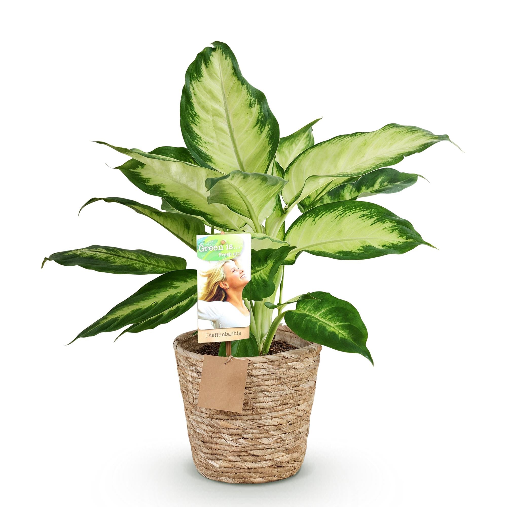 Green BoutiQ - Green is... Kamerplanten - Diefenbachia Camilla - Dieffenbachia - Weinig onderhoud - met mand - Groen - 1 Plant - Pot 17cm - Hoogte 45-50cm