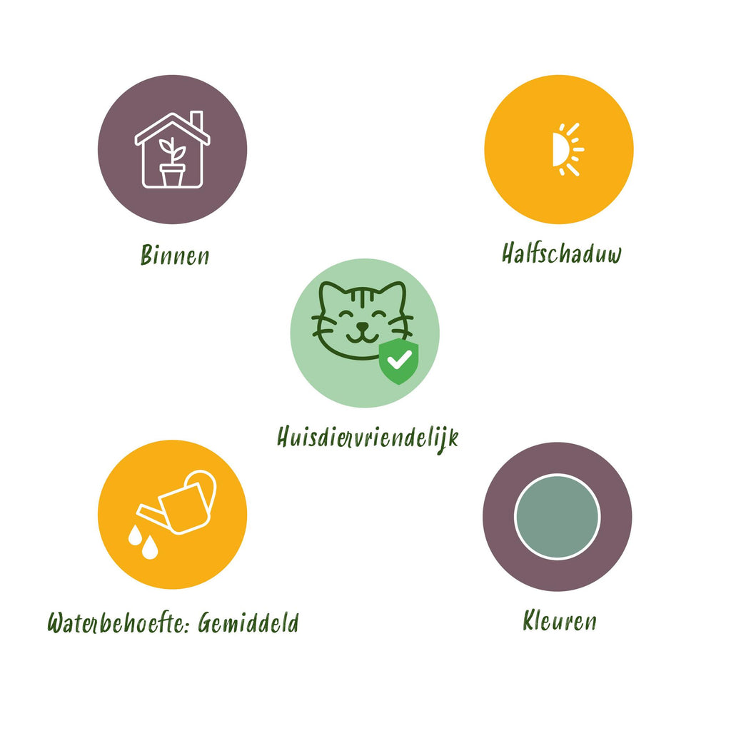 Green boutiQ - Kamerplant - Phlebodium aureum Blue Star - Blauwe Varen - Huisdiervriendelijk - Blauw - 4 Planten - Pot 12cm - Hoogte 25-30cm