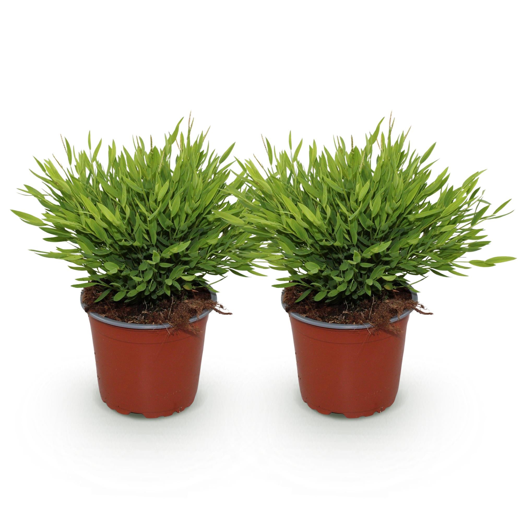 Green boutiQ - Kamerplant - Bamusa Pogonatherum Monica - Bamboegras - Huisdiervriendelijk - Groen - 2 Planten - Pot 12cm - Hoogte 30-35cm