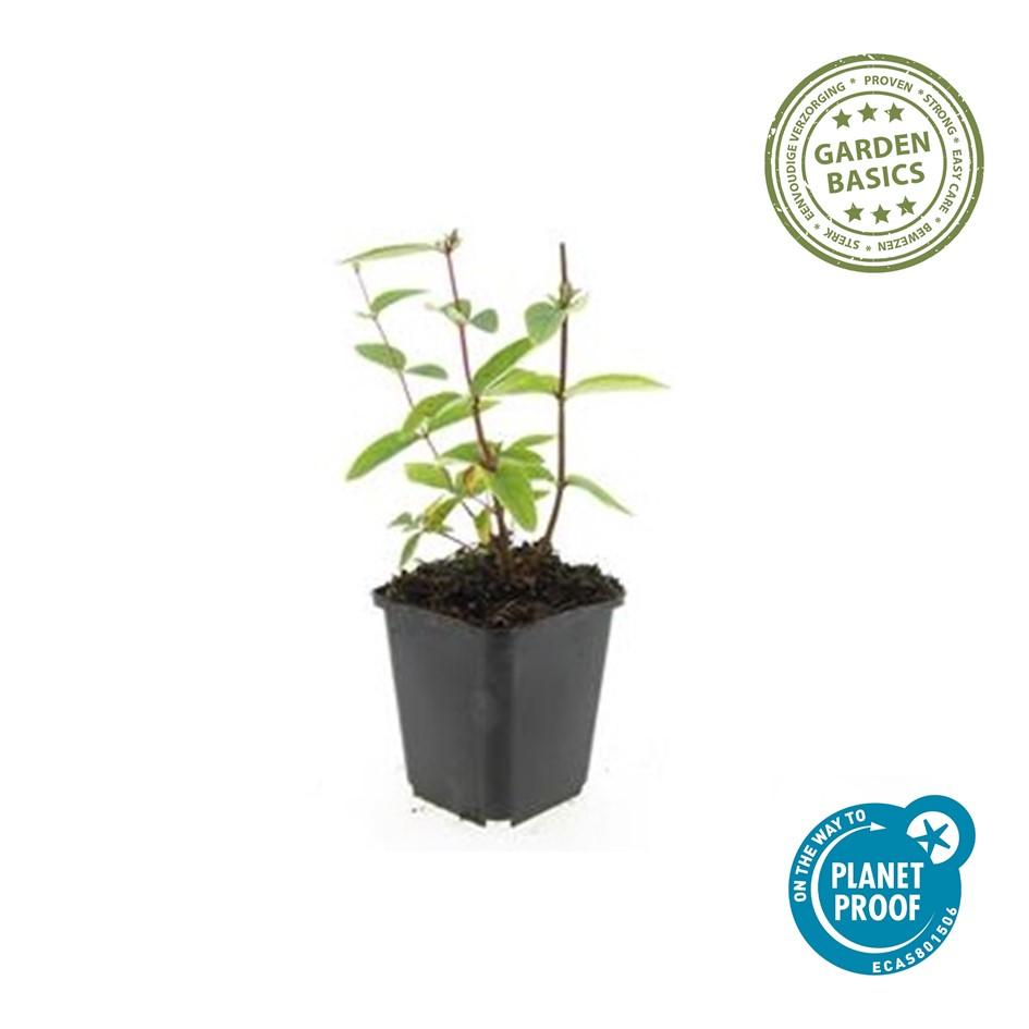 40x Hypericum inodorum 'Annebel' - ↕10-25cm - Ø9cm