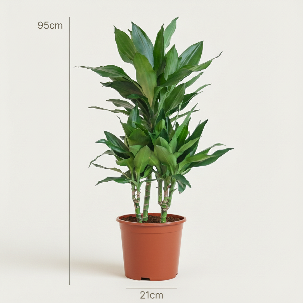Green boutiQ - Kamerplant - Drakenbloedboom Janet Craig - Dracaena Janet Craig - Groen - Weinig onderhoud - 1 Plant - Pot 21cm - Hoogte 90 - 100cm