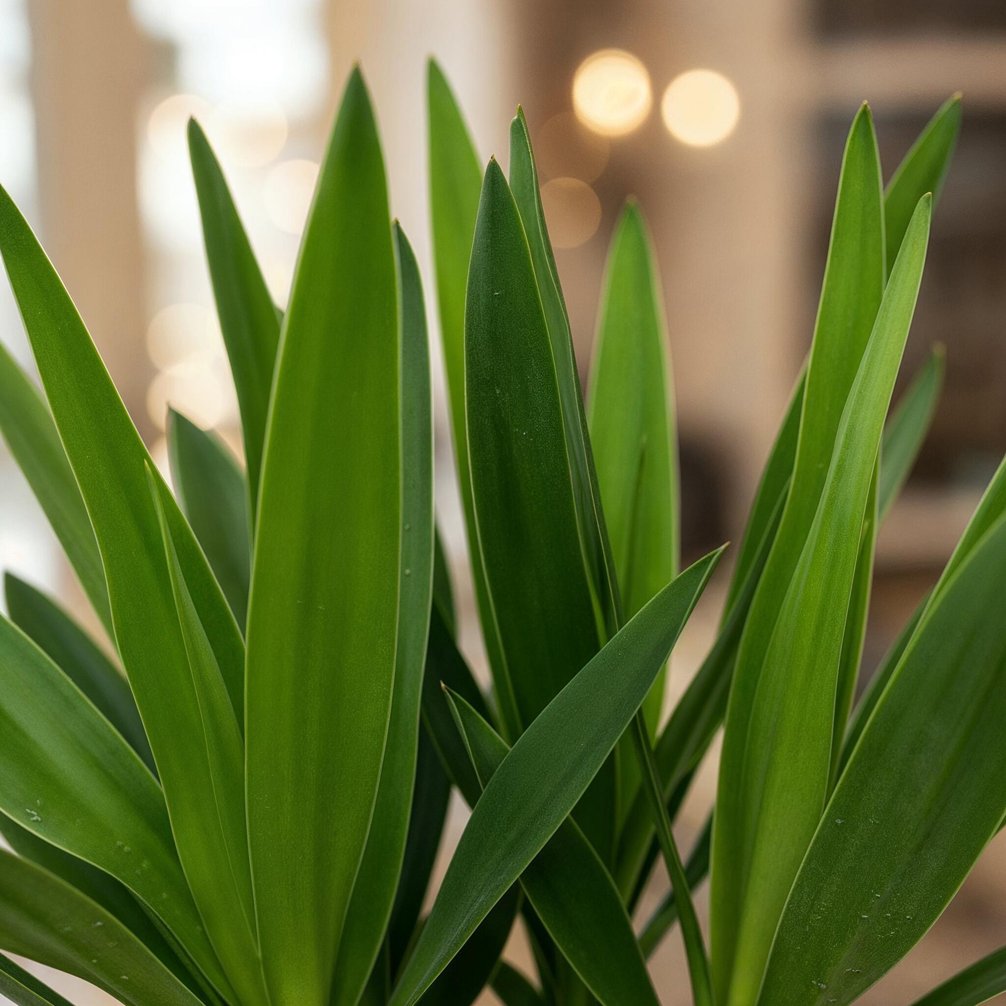 Green boutiQ - Kamerplant - Yucca elephantipes - Yucca - Weinig onderhoud - Groen - 1 - Pot 14cm - Hoogte 55cm