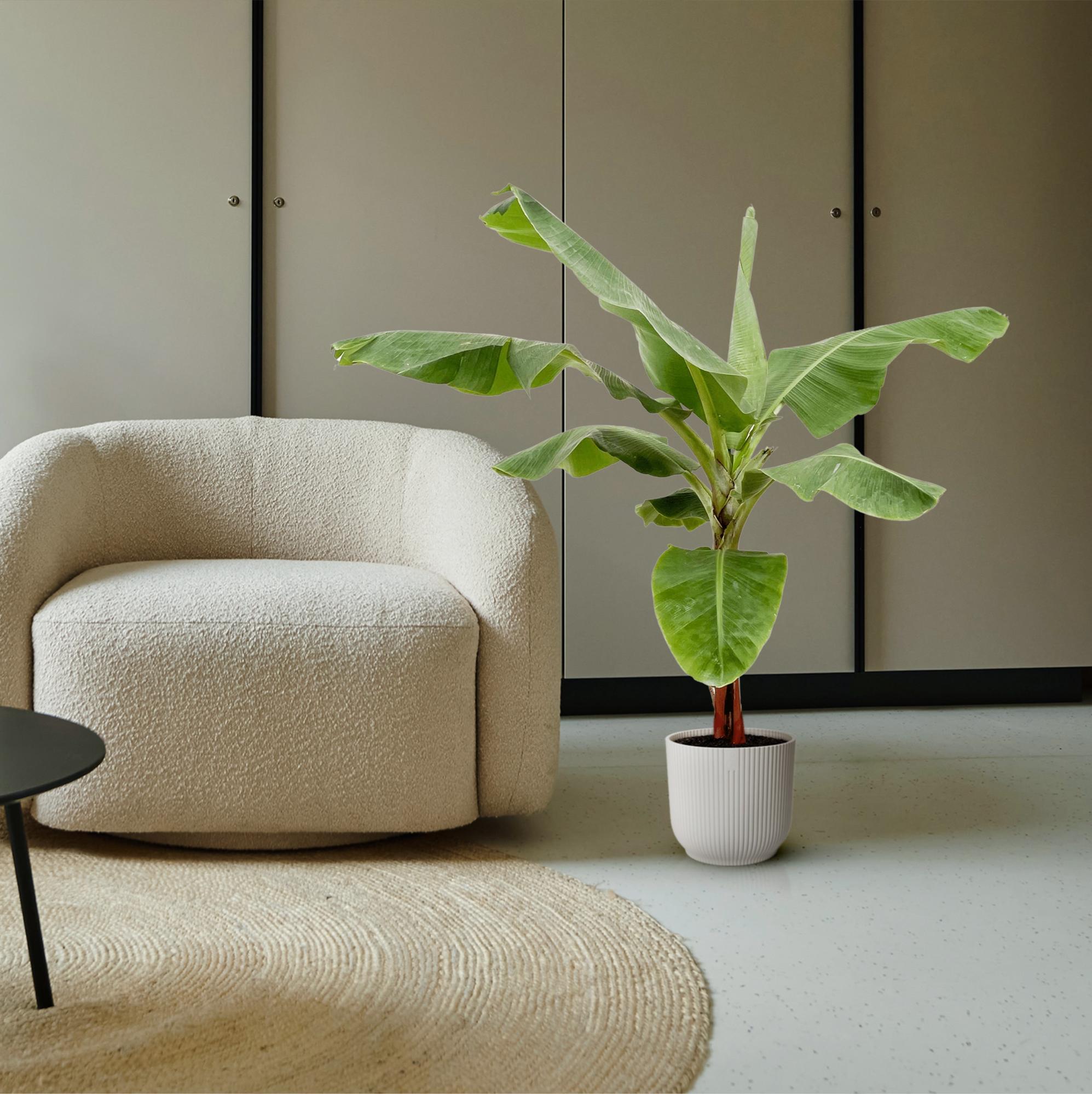 Bananenplant (Musa) - 180cm - Ø30-35