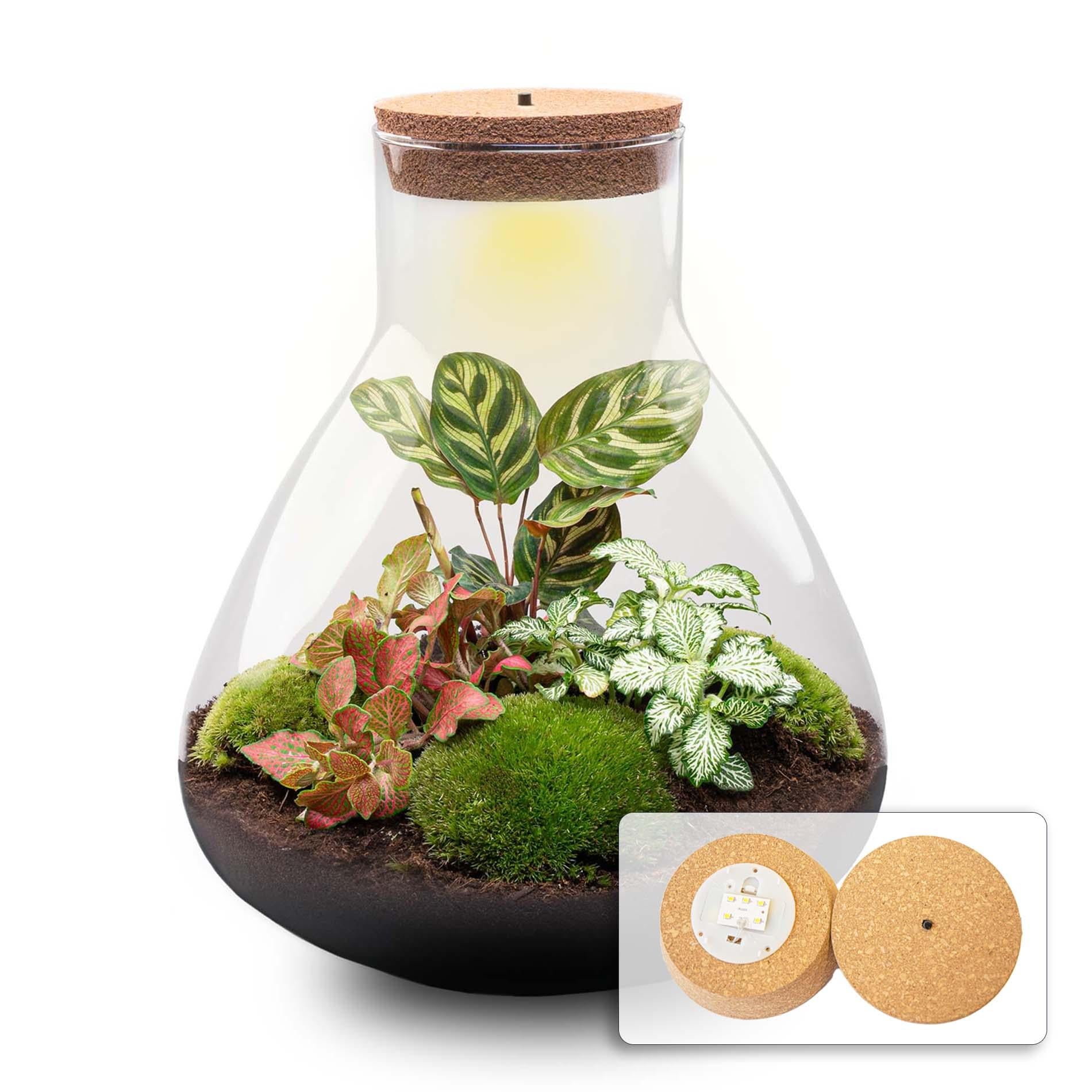 DIY Planten terrarium met licht - Sam XL Red - Ø 30 cm ↑ 32 cm - No tools