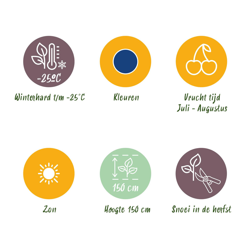 Green boutiQ - Fruitplanten - Blauwe Bes - Vaccinium corymbossum Northland - Winterhard - 6 Planten - Pot 9 cm - Blauwe Bes