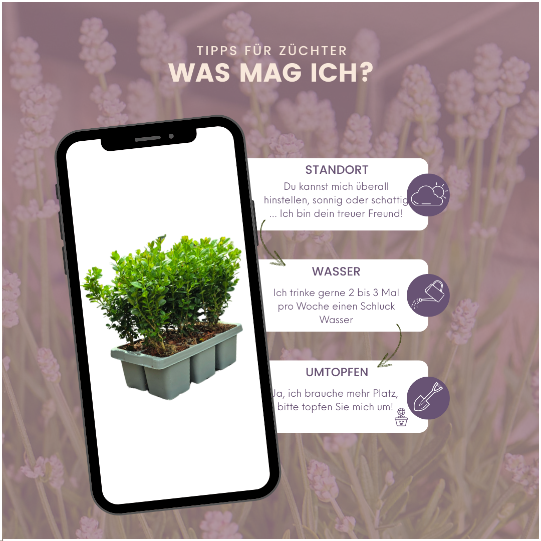 2 x 6-Pack Buxus NewGen Freedom – Winterharde Groenblijvende Struiken 12 x Ø7 cm - ↕15 cm | Compacte Buxus