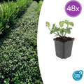 48x Euonymus fort. 'Dart's Blanket' - ↕10-25cm - Ø9cm