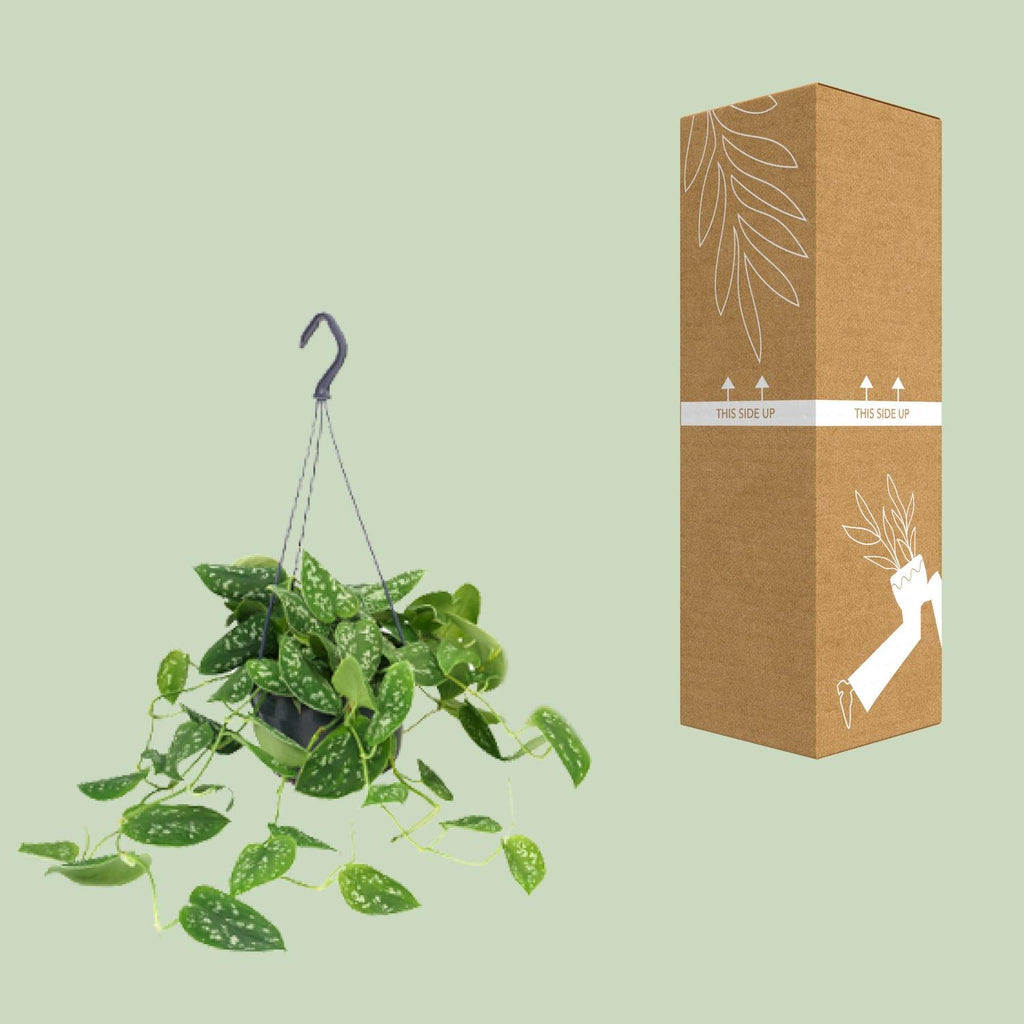 Scindapsus Pictus Argyraeus - Ø15cm - ↕25cm - Ø15cm - ↕25cm