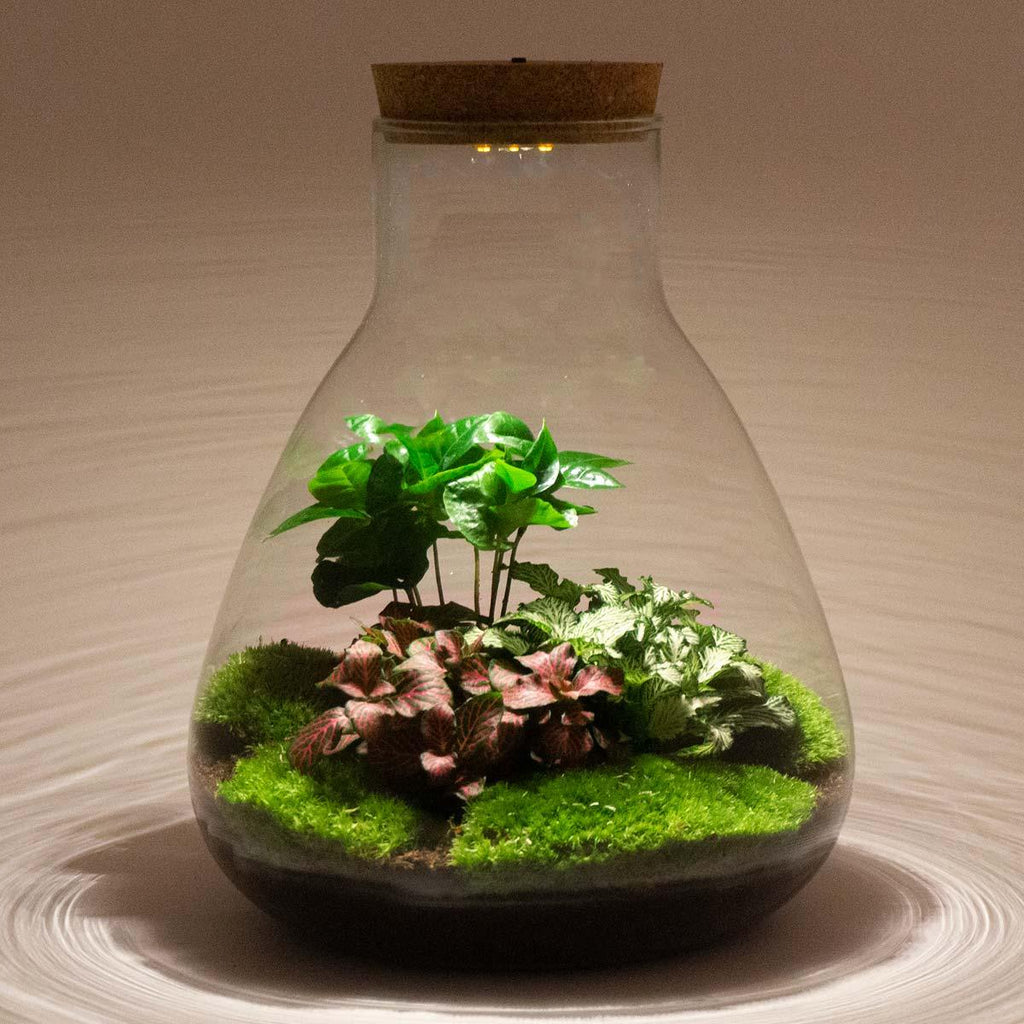 DIY Planten terrarium met licht - Sam Coffea - Ø 24,5 cm ↑ 30 cm - Normal