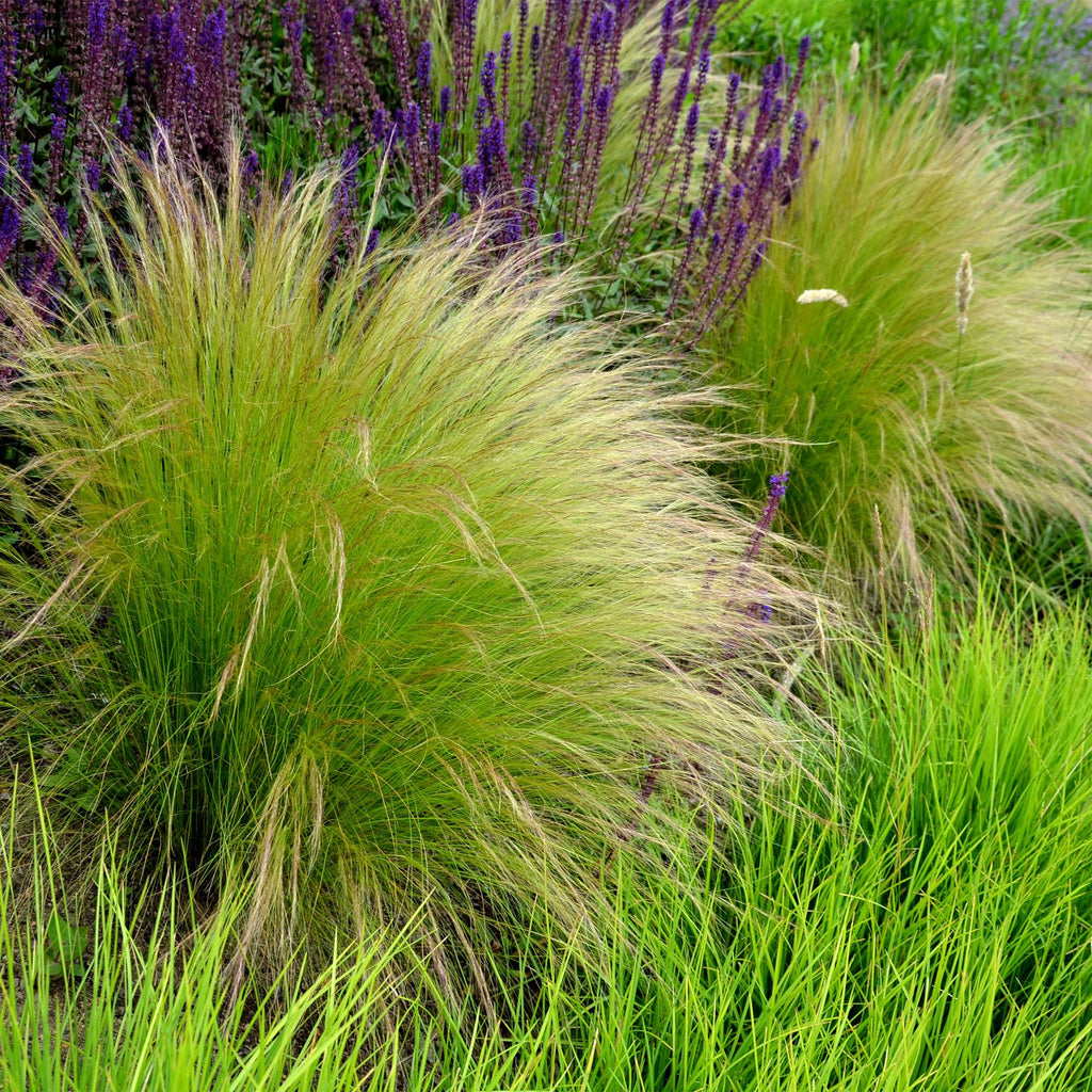 Green boutiQ - Siergrassen - Stipa tenuifolia Pony Tails - Groen - 2 Planten - Bladhoudend - Weinig Onderhoud - Pot 17cm Hoogte 50cm