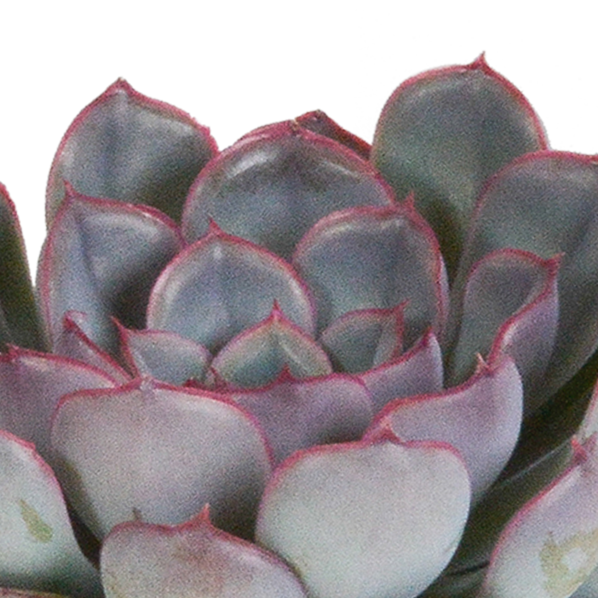 Echeveria mix 8.5 cm - 3x - zonder pot